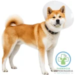 COLLAR ISABELINO BUSTER 30 CM Postoperatorio perros - Imagen 2