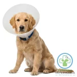 COLLAR ISABELINO BUSTER 15 CM Postoperatorio perros - Imagen 2