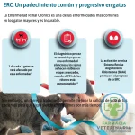 SEMINTRA 30 ML Solución oral para gatos con ERC - Imagen 2